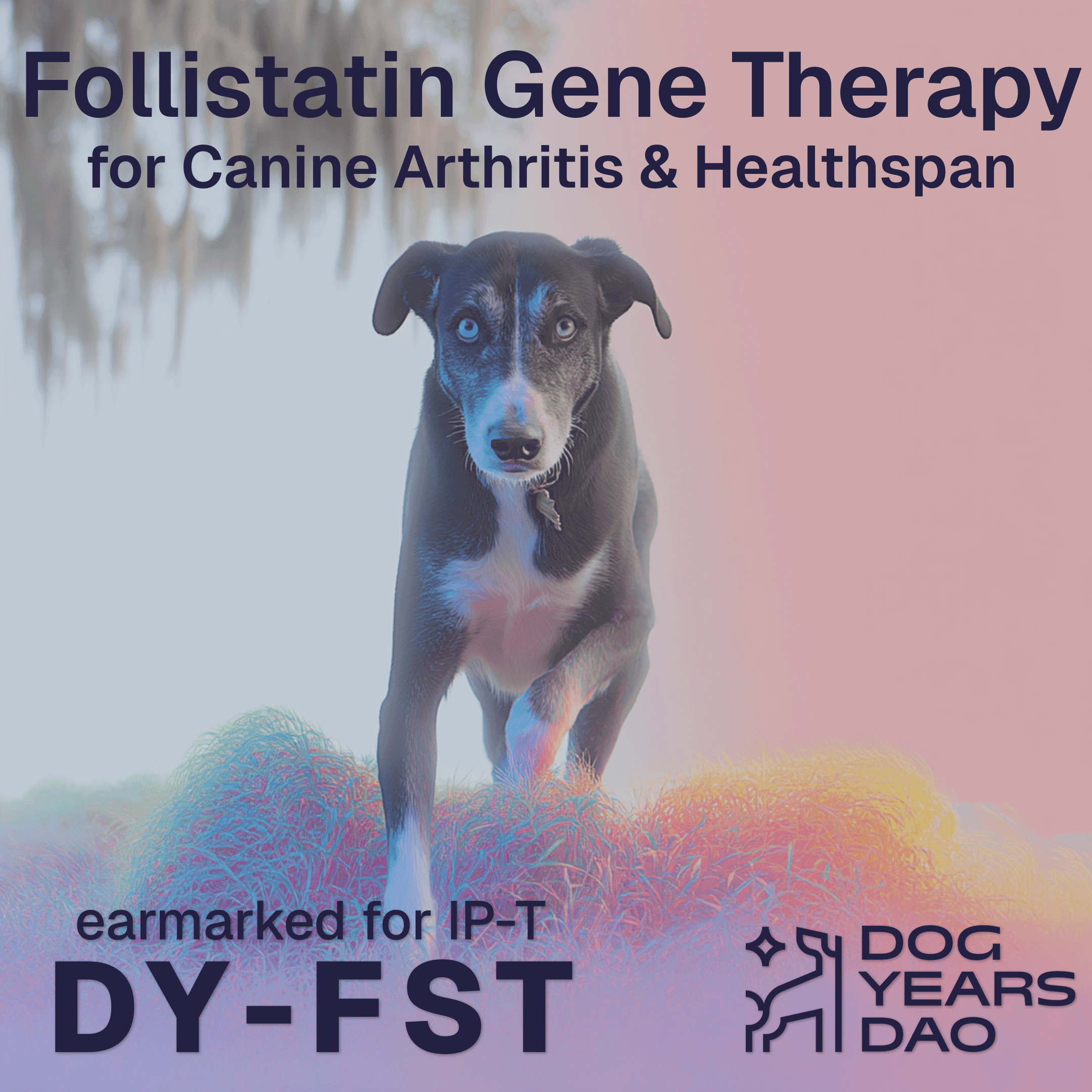 Follistatin Gene Therapy for Canine Arthritis and Healthspan