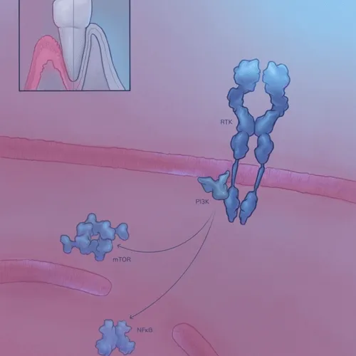 Reversing Periodontal Disease Using Geroscience token image