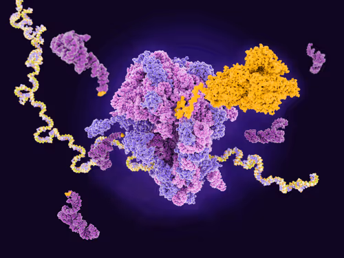 Mutation-specific Codon Suppression for Aging and Longevity token image